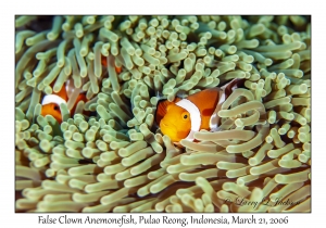 False Clown Anemonefish