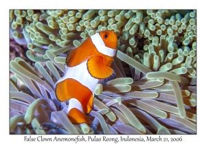 False Clown Anemonefish