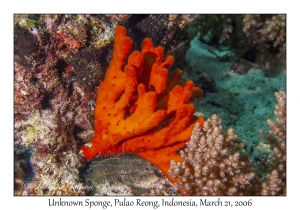 Unknown Sponge