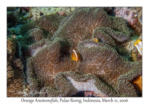 Orange Anemonefish