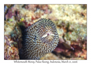 Whitemouth Moray