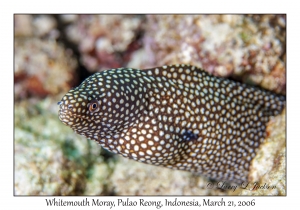 Whitemouth Moray