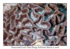 Honeycomb Coral