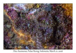 Disc Anemones