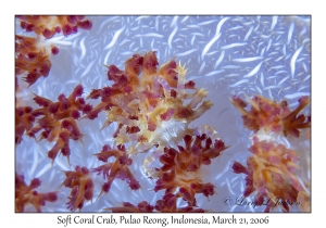 Soft Coral Crab