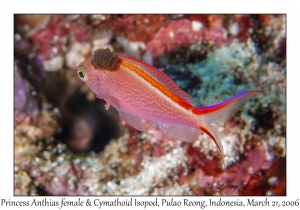 Princess Anthias female & Cymathoid Isopod