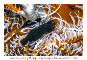 Deman's Snapping Shrimp