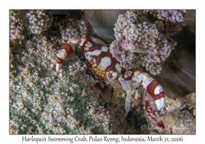 Harlequin Swimming Crab