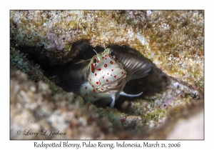 Redspotted Blenny