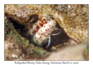 Redspotted Blenny