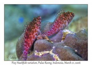 Pixy Hawkfish variation