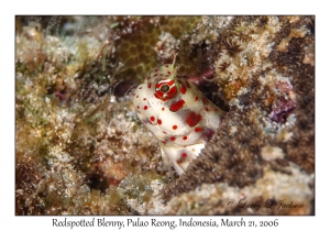 Redspotted Blenny