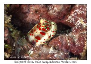 Redspotted Blenny