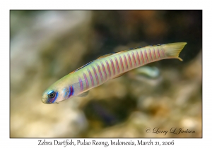 Zebra Dartfish