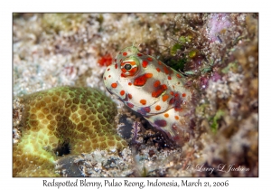 Redspotted Blenny