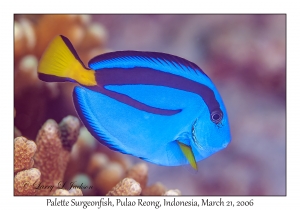 Palette Surgeonfish