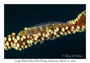 Large Whip Goby