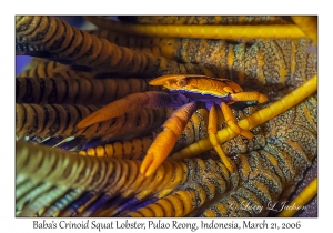 Baba's Crinoid Squat Lobster