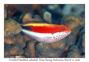 Freckled Hawkfish subadult