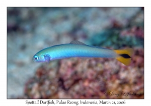 Spottail Dartfish