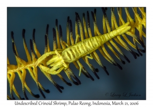 Undescribed Crinoid Shrimp