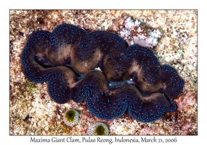 Maxima Giant Clam