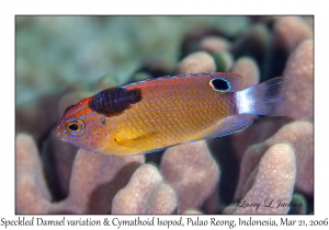 Speckled Damsel variation & Cymathoid Isopod