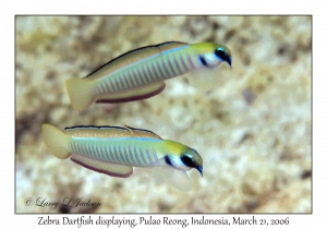 Zebra Dartfish