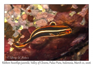 Ribbon Sweetlips juvenile