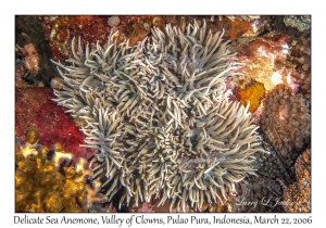 Delicate Sea Anemone