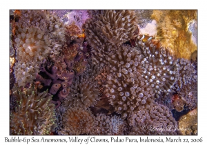 Bubble-tip Sea Anemones