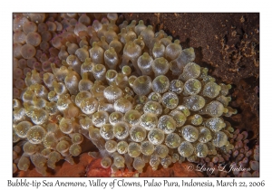 Bubble-tip Sea Anemone