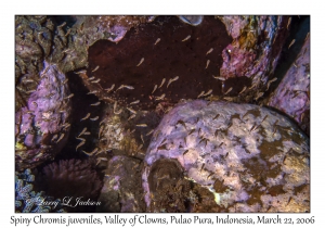 Spiny Chromis juveniles