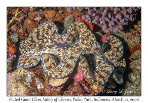 Fluted Giant Clam