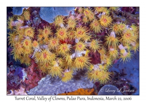 Turret Coral
