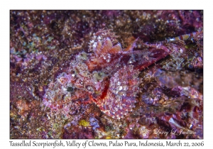 Tasselled Scorpionfish