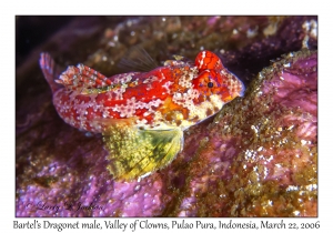 Bartel's Dragonet male