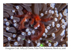 Orangutan Crab