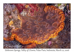 Unknown Sponge