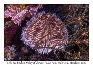 Bell's Sea Urchin