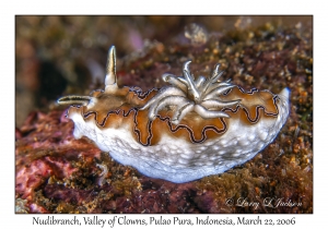 Nudibranch