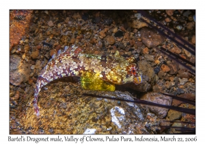 Bartel's Dragonet male