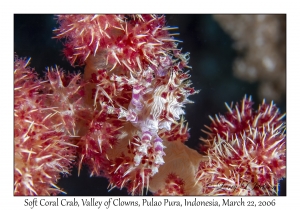 Soft Coral Crab