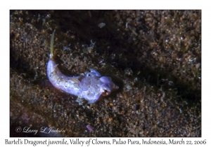 Bartel's Dragonet juvenile