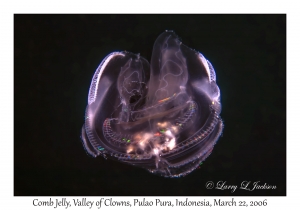 Comb Jelly