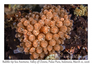 Bubble-tip Sea Anemone