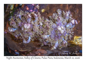 Night Anemones