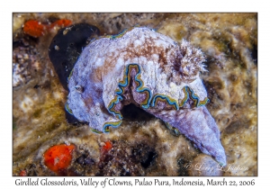 Girdled Glossodoris