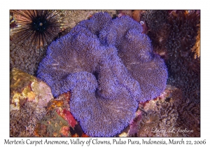 Merten's Carpet Anemone