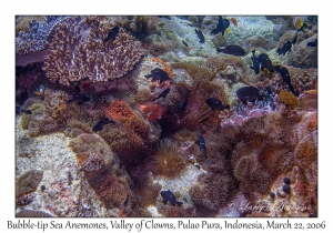 Bubble-tip Sea Anemones